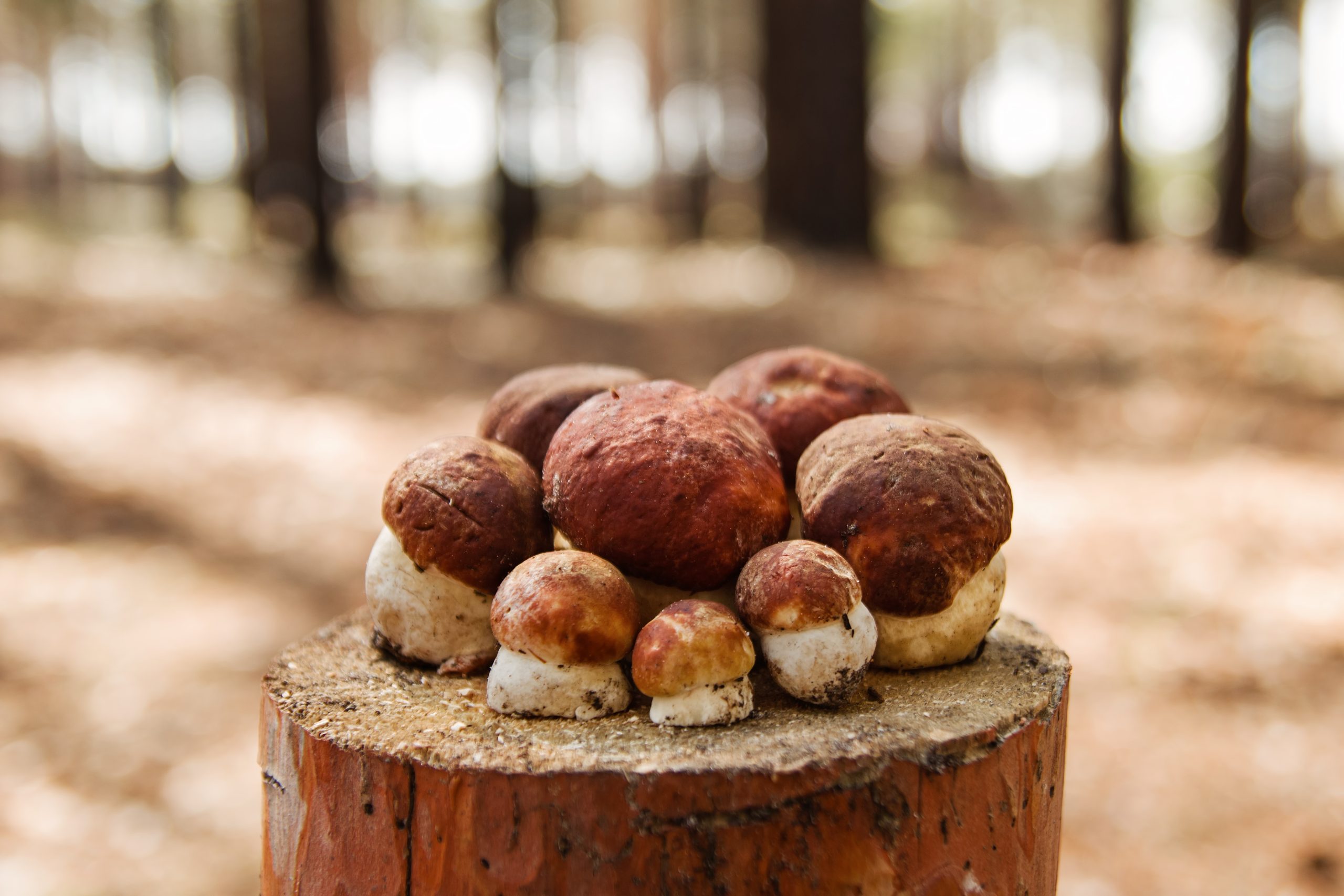 Fresh porcini mushrooms on a stump on the background of summer forest.